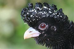 Blue-billed Curassow